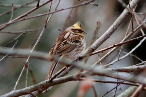ミヤマホオジロ